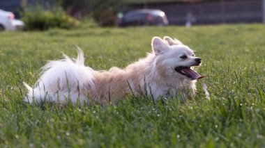 Parktaki beyaz köpek
