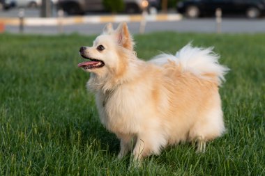 Beyaz Pomeranya köpeğinin portresi