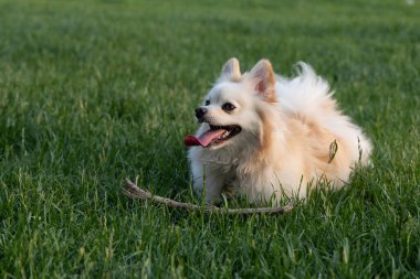 Beyaz köpek yeşil çimlerin üzerinde