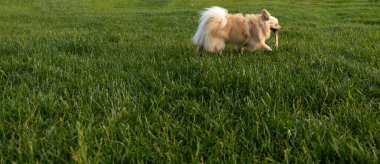 Otların arasındaki köpek