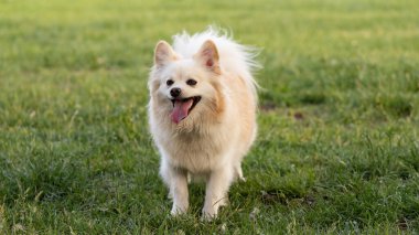 Çimlerde tatlı beyaz köpek