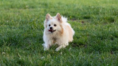 Bahçedeki şirin beyaz İsviçreli çoban