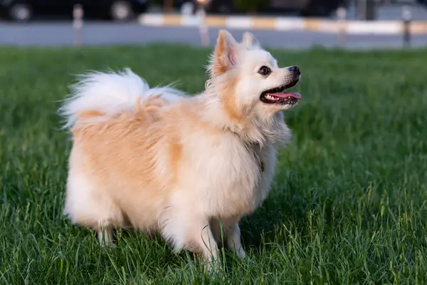 Parktaki sevimli beyaz köpek.