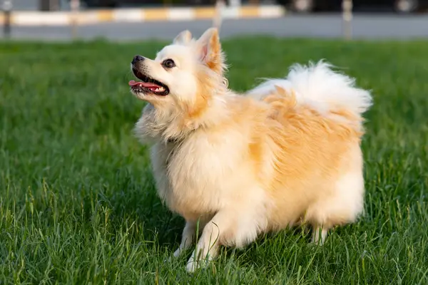 Parktaki yeşil çimlerde sevimli bir köpek.