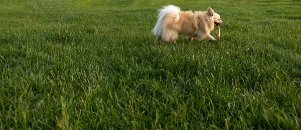 Otların arasındaki köpek