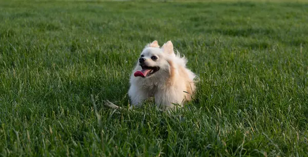 Yeşil çim beyaz köpek.