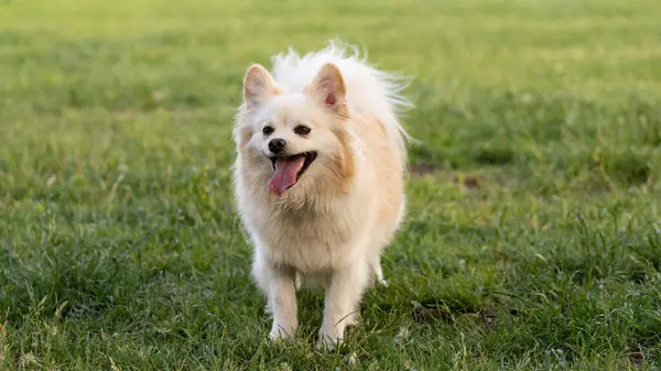 Çimlerde tatlı beyaz köpek
