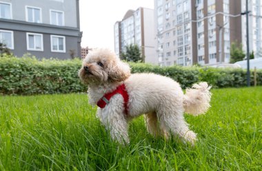 Parktaki sevimli köpek.