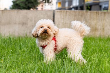Çimlerin üzerindeki köpek