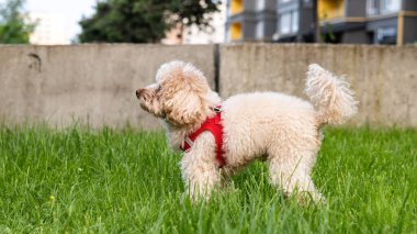 Bahçedeki sevimli köpek.