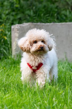 Parktaki beyaz köpek