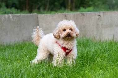 Tatlı kırmızı kaniş köpeği.