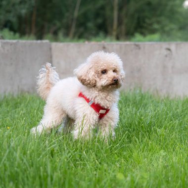 Çimlerde kırmızı renkli beyaz köpek yavrusu