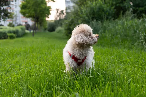 Bahçedeki sevimli köpek.