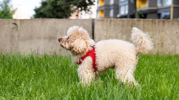 Bahçedeki sevimli köpek.