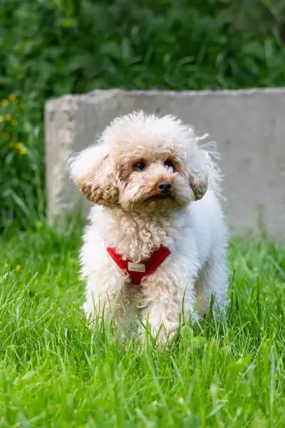 Parktaki beyaz köpek