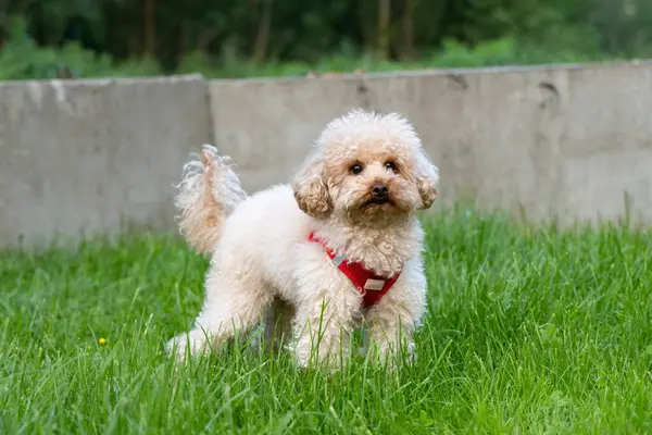 Tatlı kırmızı kaniş köpeği.