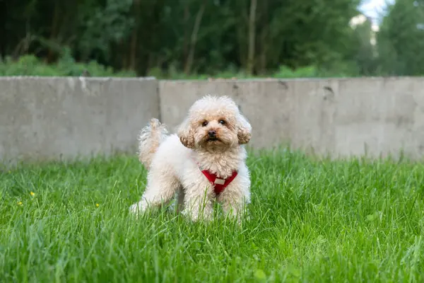 Parkta yeşil çimlerde oturan sevimli köpek..