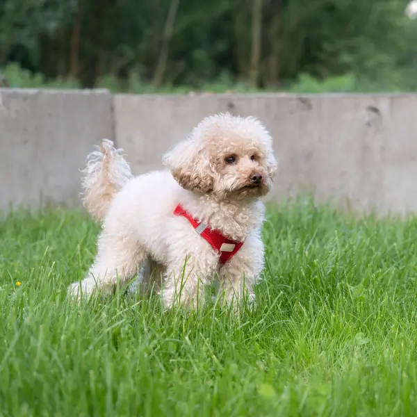 Çimlerde kırmızı renkli beyaz köpek yavrusu