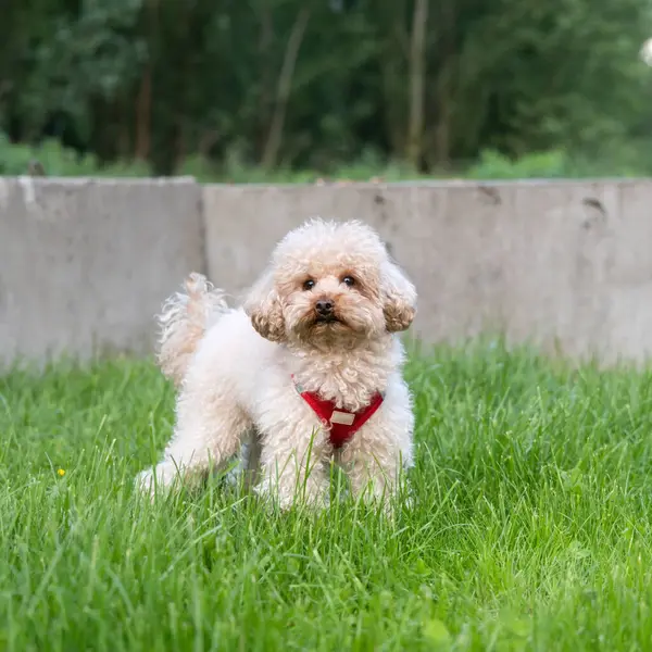 Köpek cinsi İngiliz cocker spaniel