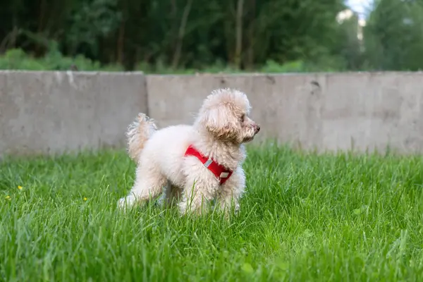 Parkta oturan sevimli kırmızı kaniş köpeği.