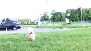 Çimenlerde yürüyen köpek yavrusu.