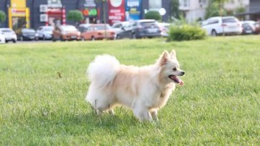 Bir Alman çoban köpeğinin portresi.