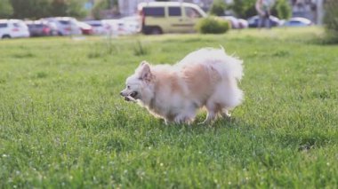 Köpek parkta koşuyor.