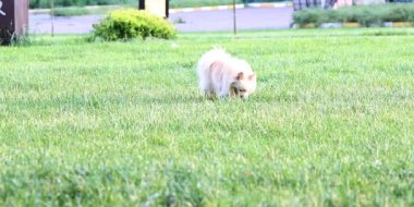 Otların arasındaki köpek