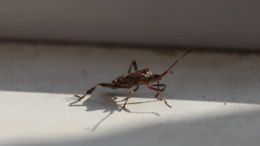 Böcek görünümünü kapat, seçici odak