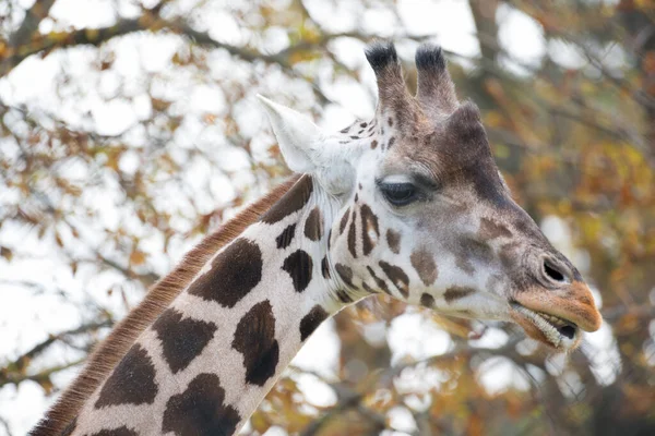 Close up of male giraffe head visible saliva funny chewing with puckered lips as a wildlife big game animal portrait