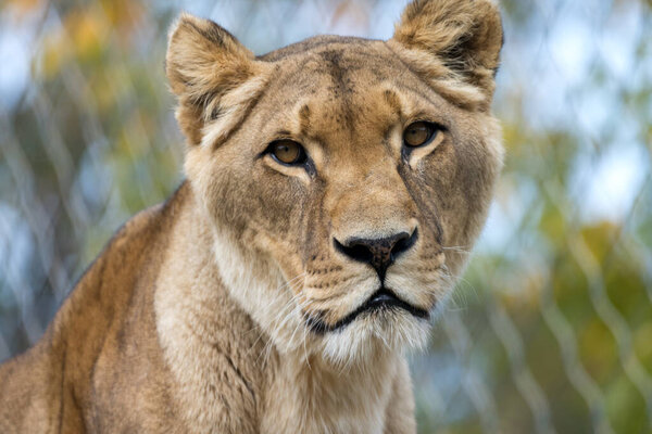 Животный портрет львица крупным планом с косой лицевой стороны, как впечатляющая интенсивная картина величественной большой кошки хищник дикой природы