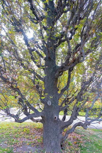 Großaufnahme Eines Großen Alten Dicht Bewachsenen Baumes Mit Vielen Verzweigten — Stockfoto