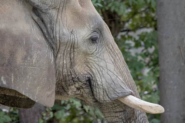 Extrême Plan Rapproché Tête Éléphant Afrique Avec Des Défenses Blanches — Photo