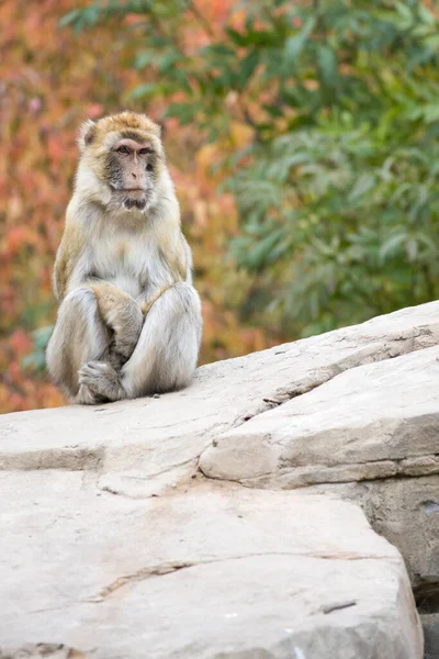 stock image Close up of cute monkey sitting on bright white stone rock with green vegetation in blurred background as concept for single alone and lonely