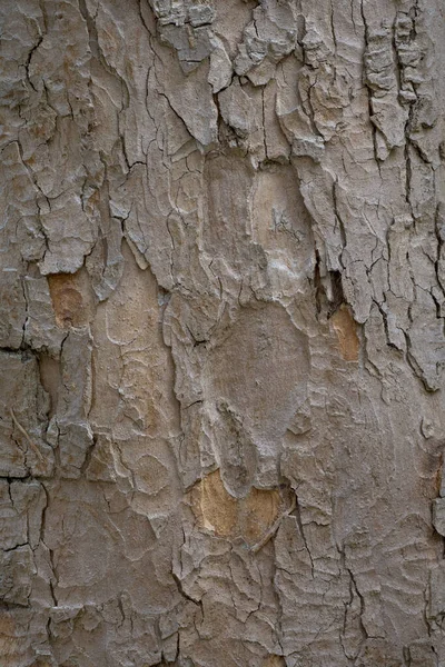 自然の抽象的な背景として使用する様々なグラデーションとギザギザの木の樹皮の閉鎖 — ストック写真