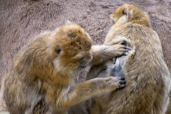 Close up of two monkeys grooming fur groom as impressive animal portrait concept for social behavior in groups of wild animals
