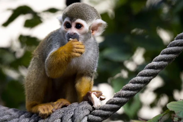 stock image Sweet little monkey sitting on rope eating a small piece of food as cute human like mammal animal portrait