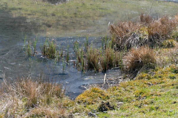 Çimenlerle Çevrili Küçük Göl Göleti Sazlıklarından Büyüyen Çalı Sıska Saplar — Stok fotoğraf