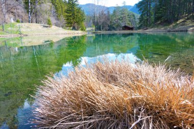 Berrak su tyrol yüzeyi kıyısındaki kahverengi sazla kaplı dağ gölü manzarası dinlenme ve dinlenme tatili için su kavramını yansıtıyor.