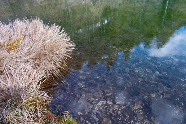 Tyrol Daki Berrak Bir Dağ Gölünün Kıyısındaki Kurumuş Tozu Sazlığı — Stok fotoğraf
