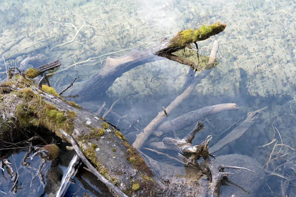 Sıska Dalları Yosunları Olan Ölü Yaşlı Ağaç Kütüğü Kısmen Suyun — Stok fotoğraf