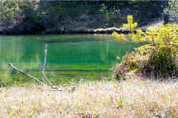 Ormanlarla Çevrili Bir Tyrolean Dağlık Gölünün Yeşil Suları Bozulmamış Doğa — Stok fotoğraf
