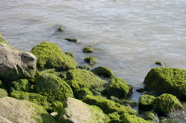 Rotsen Stenen Het Water Begroeid Met Mos Algen — Stockfoto