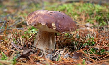 Orta boy mantar. Boletus edulis.