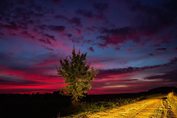 Colorful Sunset While Driving Road Tree Roadside — Stock Photo, Image