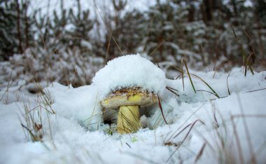 Boletus in the snow, beautiful, will freeze, mushroom.