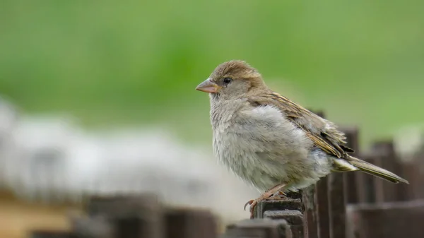 House Sparrow Perched Wooden Fence Old Rustic Fence Soft Green — Stock Photo, Image