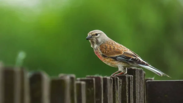 Ein Schöner Alltagsvogel Auf Einem Holzzaun Der Gemeine Fussel Linaria — Stockfoto
