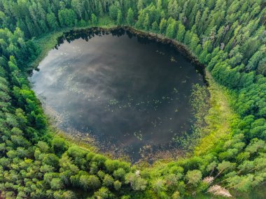 Litvanya ormanlarındaki bir gölün havadan görünüşü, vahşi doğa. Gölün adı 